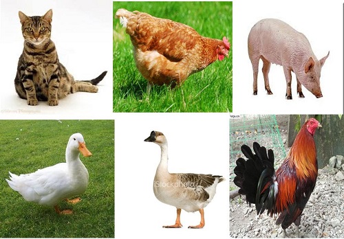 Gửi động vật đi úc